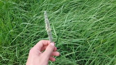 Alopecurus pratensis