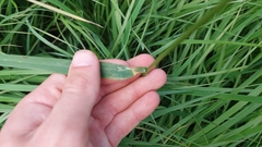 Alopecurus pratensis