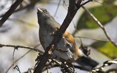 Microspingus cabanisi