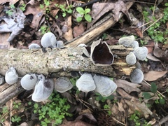 Auricularia nigricans