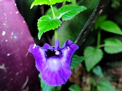 Torenia fournieri