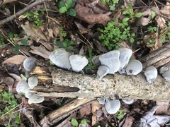 Auricularia nigricans