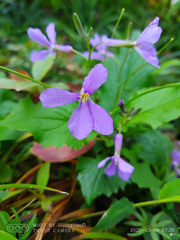 Orychophragmus violaceus