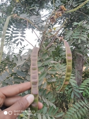 Senna siamea