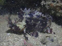 Centrogenys vaigiensis