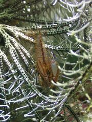 Synalpheus stimpsonii