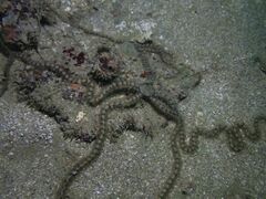 Macrophiothrix