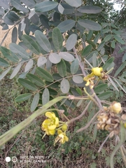 Senna siamea