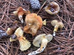 Hygrophorus hypothejus