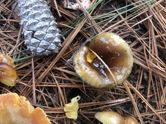 Hygrophorus hypothejus