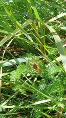 Conocephalus albescens