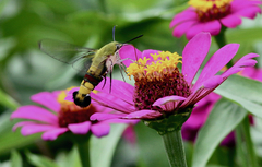 Cephonodes hylas hylas