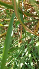 Conocephalus albescens