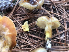 Hygrophorus hypothejus