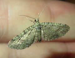 Eupithecia annulata