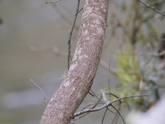 Banksia seminuda