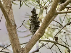 Banksia seminuda
