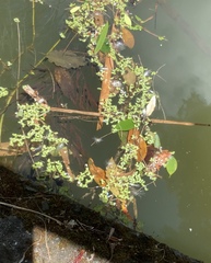 Lemna aequinoctialis