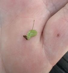 Lemna aequinoctialis