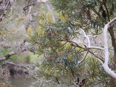 Banksia seminuda