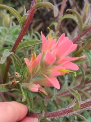 Castilleja foliolosa
