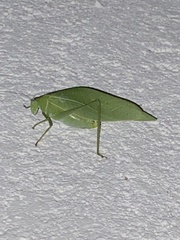 Microcentrum rhombifolium