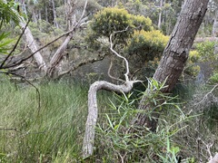 Banksia seminuda