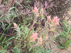 Castilleja foliolosa