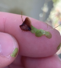 Lemna aequinoctialis