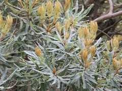 Banksia seminuda