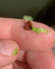 Lemna aequinoctialis