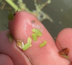 Lemna aequinoctialis
