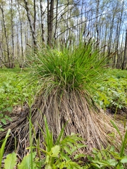 Carex appropinquata