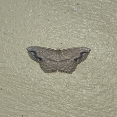 Scopula subquadrata