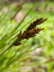 Carex appropinquata