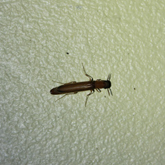 Lymexylidae