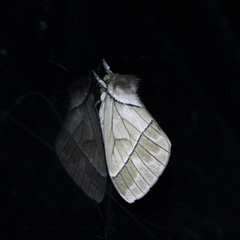 Pseudodirphia obliqua