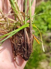 Carex appropinquata