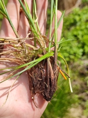 Carex appropinquata