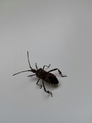 Leptoglossus occidentalis