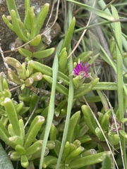 Delosperma