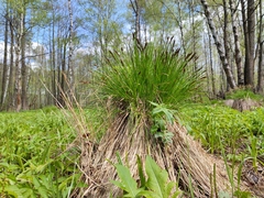 Carex appropinquata