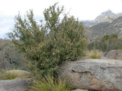 Berberis haematocarpa