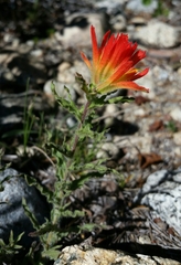 Castilleja applegatei breweri