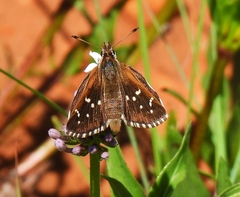 Kedestes barberae