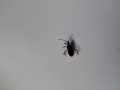 Leptoglossus occidentalis