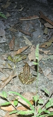 Lithobates forreri