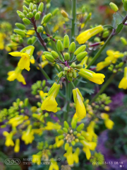 Brassica oleracea
