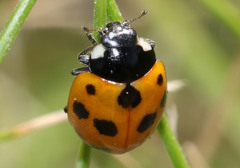 Coccinella undecimpunctata