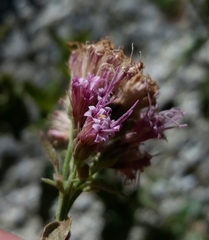 Ageratina occidentalis